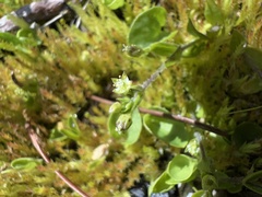 Stellaria calycantha