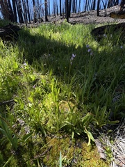 Stellaria calycantha
