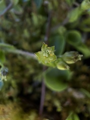 Stellaria calycantha