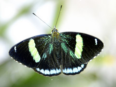 Perisama oppelii erebina