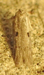 Asaphocrita