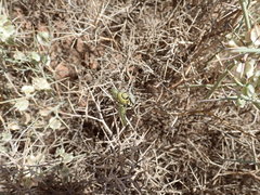 Julodis