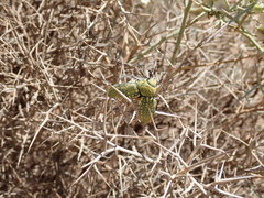 Julodis