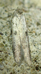 Asaphocrita