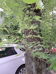 Acer saccharinum