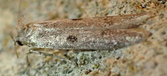 Asaphocrita