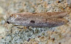 Asaphocrita