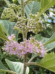 Callicarpa americana
