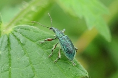 Phyllobius glaucus