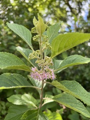 Callicarpa americana