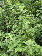 Callicarpa americana