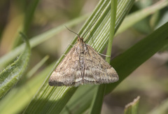 Pyrausta despicata