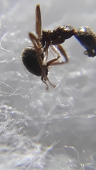 Dolichoderus affinis