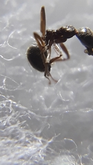 Dolichoderus affinis