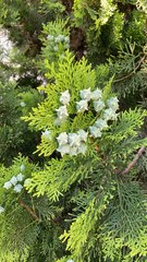 Platycladus orientalis