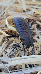 Eleodes suturalis