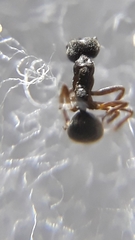 Dolichoderus affinis