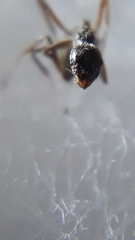 Dolichoderus affinis