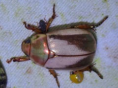 Mimela insularis