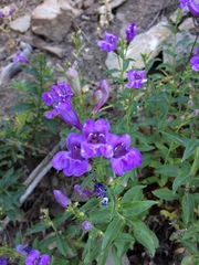 Penstemon platyphyllus