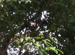 Danaus melanippus hegesippus