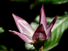 Goeppertia loeseneri