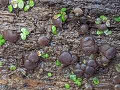 Adelphella babingtonii