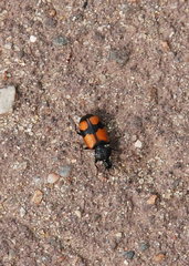 Panagaeus cruxmajor
