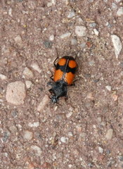 Panagaeus cruxmajor