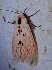 Spilarctia groganae