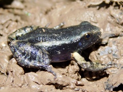 Lithodytes lineatus
