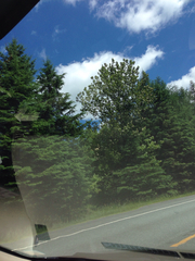 Populus balsamifera balsamifera