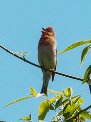 Carpodacus erythrinus