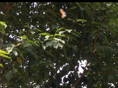 Danaus melanippus hegesippus