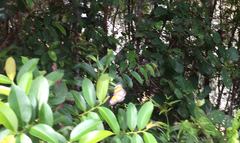 Danaus melanippus hegesippus