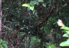 Danaus melanippus hegesippus