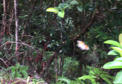 Danaus melanippus hegesippus