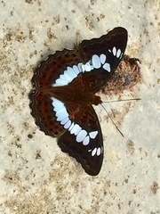 Moduza procris milonia