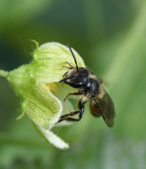 Andrena florea