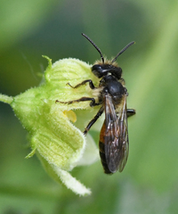 Andrena florea