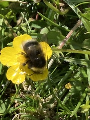 Bombus cryptarum