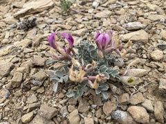 Astragalus chamaeleuce