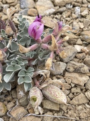 Astragalus chamaeleuce