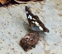 Moduza procris milonia
