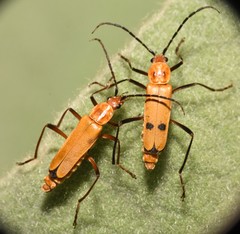 Chauliognathus discus discus