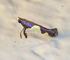 Caloptilia bimaculatella