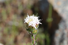 Pimelea imbricata