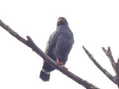 Buteogallus schistaceus