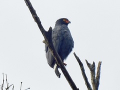 Buteogallus schistaceus