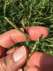 Paspalum denticulatum